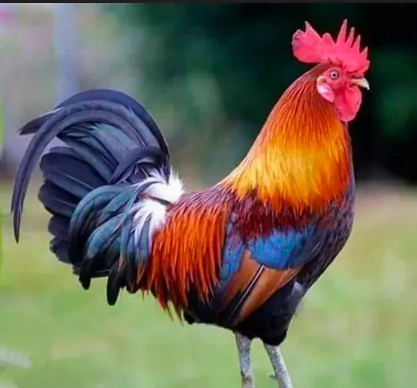 Sonali Bird